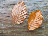 Fagus sylvatica