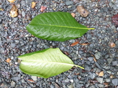 Magnolia guatemalensis