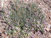 Astragalus pringlei