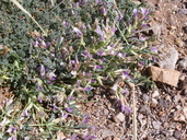 Astragalus pringlei