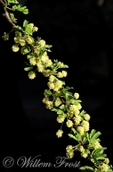 Acacia robusta ssp. robusta
