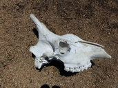 Southern Giraffe Skull