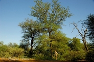 Acacia nigrescens