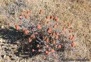 Eriogonum fasciculatum var. polifolium