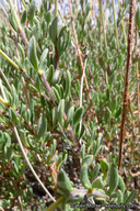 Eriogonum fasciculatum var. polifolium