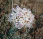 Eriogonum fasciculatum var. polifolium