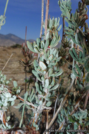Eriogonum fasciculatum var. polifolium