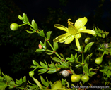 Larrea tridentata