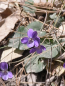 Viola hookeriana
