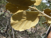 Quercus tarahumara