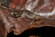 Ensatina eschscholtzii