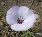 Calochortus invenustus