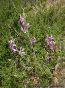Clarkia xantiana ssp. xantiana