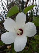 Hibiscus lasiocarpos