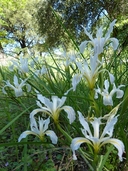 Iris hartwegii ssp. pinetorum