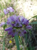 Allium serra