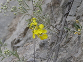 Callaeum macropterum