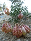 Astragalus whitneyi