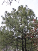 Pinus chihuahuana