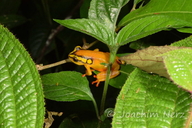 Hyperolius puncticulatus