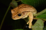 Leptopelis flavomaculatus