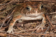 Sclerophrys maculata