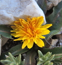 Agoseris monticola
