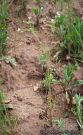 Eucrypta chrysanthemifolia var. chrysanthemifolia
