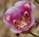 Calochortus venustus