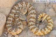 Crotalus stephensi