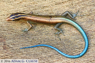 Blue-tailed Copper-striped Skink