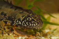 Triturus dobrogicus