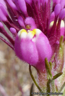 Castilleja exserta ssp. exserta
