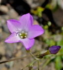 Gilia latiflora