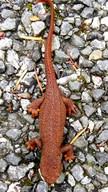 Taricha granulosa