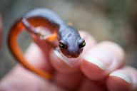 Ensatina eschscholtzii