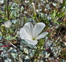 Linanthus dichotomus ssp. meridianus