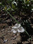 Calochortus coeruleus