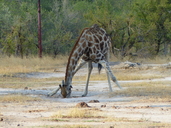 Giraffa giraffa giraffa