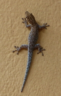 Chobe Dwarf Gecko