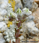 Dudleya abramsii ssp. abramsii