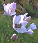 Triteleia laxa