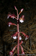 Corallorhiza maculata var. occidentalis