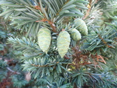 Tsuga heterophylla