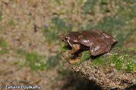 Manthey's Narrow-mouthed Frog