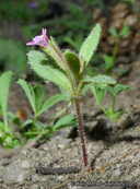 Mimulus breweri