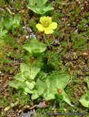 Mimulus primuloides var. primuloides