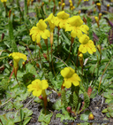 Mimulus primuloides var. primuloides