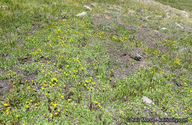 Mimulus primuloides var. primuloides