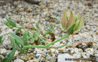 Monardella australis ssp. australis